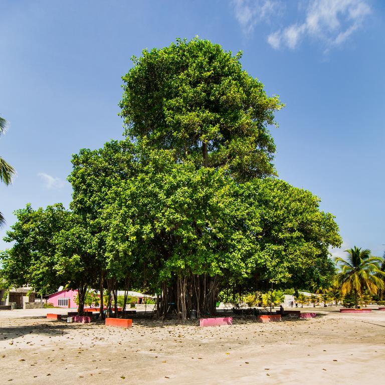 Villa Rosa Maldives Feridhoo Εξωτερικό φωτογραφία